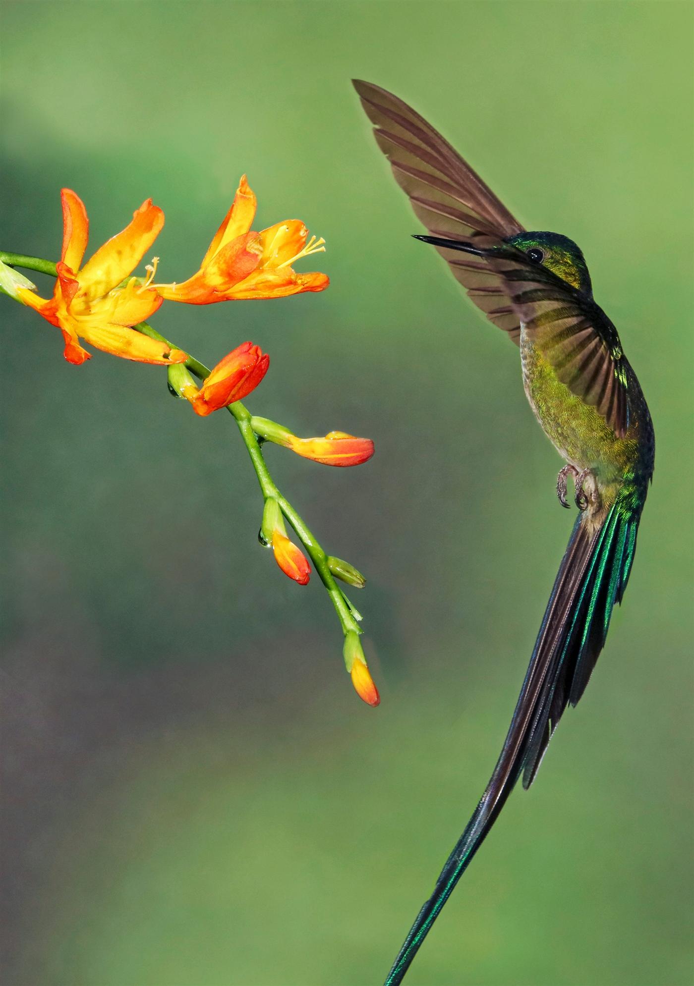 Colibrí, especie símbolo del Episodio I